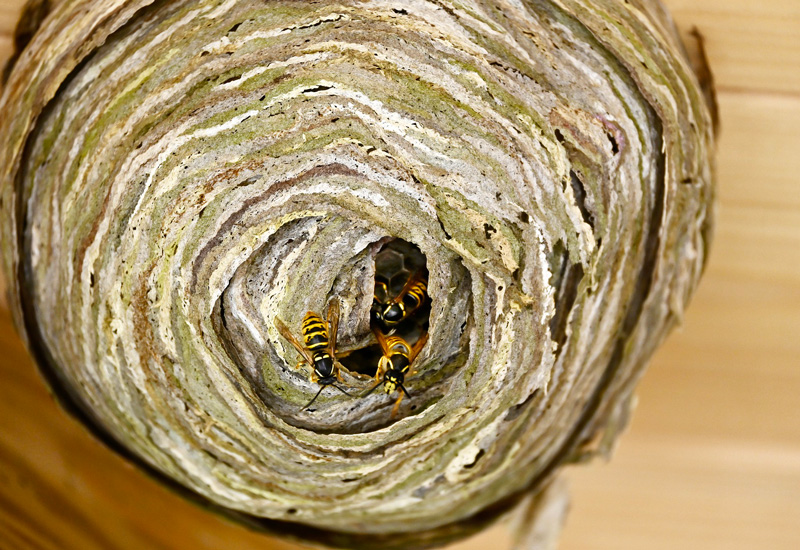 insectes nid guêpes frelons asiatiques traitement Cap Hygiène