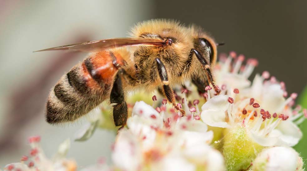 cap hygiene lutte contre les abeilles