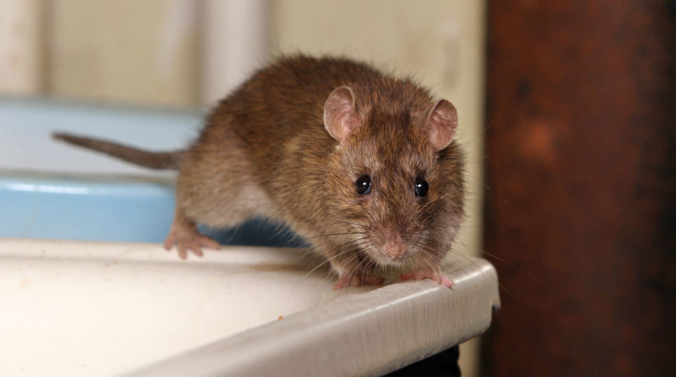 cap hygiène lutte contres les rats