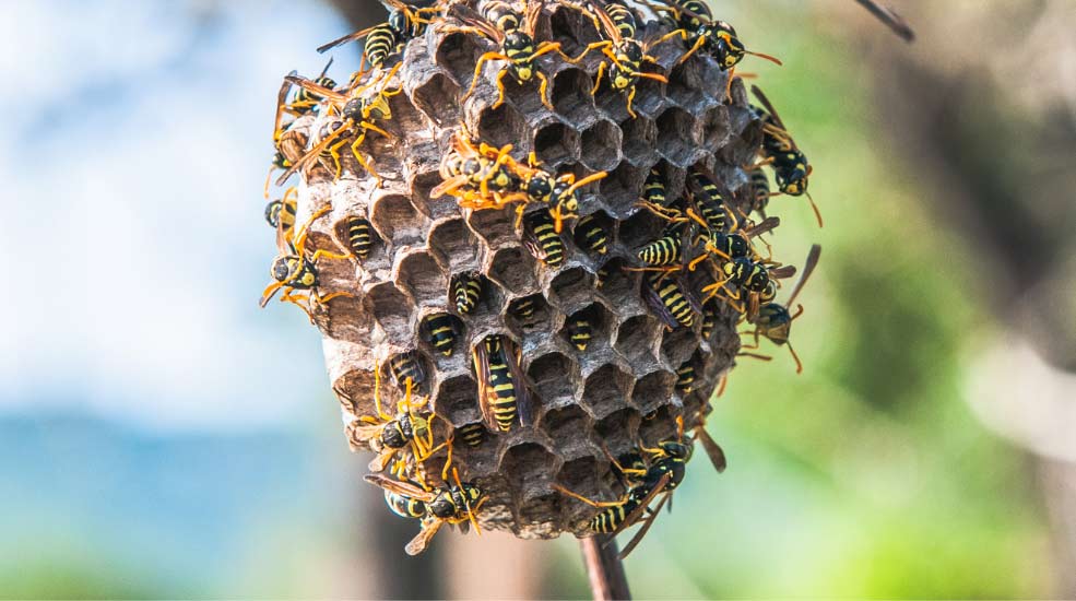 nid-guepes-cartonnieres-cap-hygiene destruction de nids d'insectes Cap Hygiène