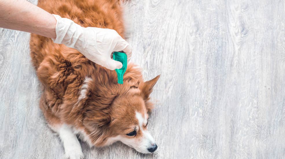 traitement contre les puces par cap hygiène 