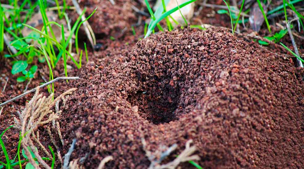 nid de fourmis cap hygiène