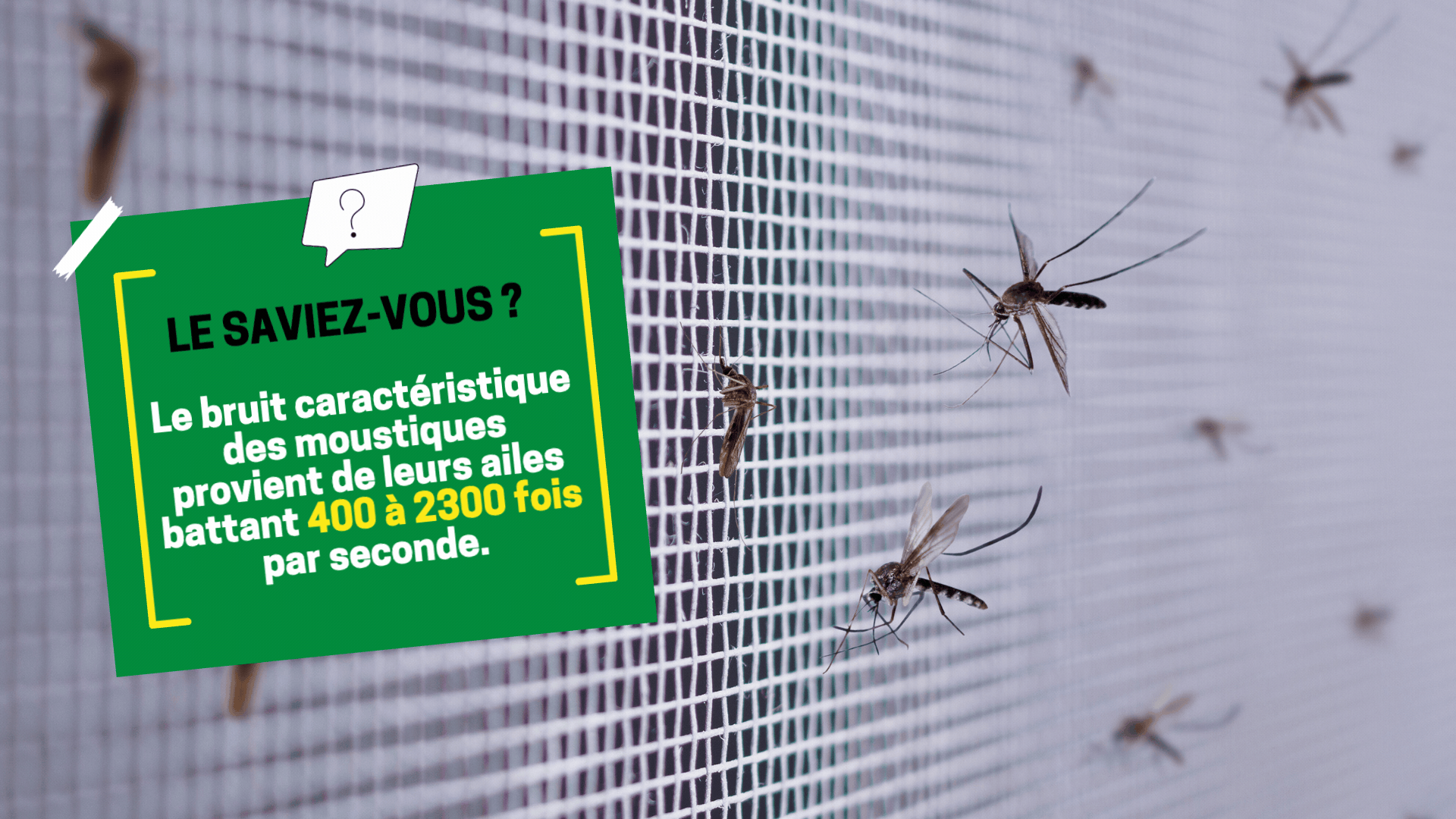 ete-moustiques-insectes Le saviez-vous sur les moustiques Cap Hygiène