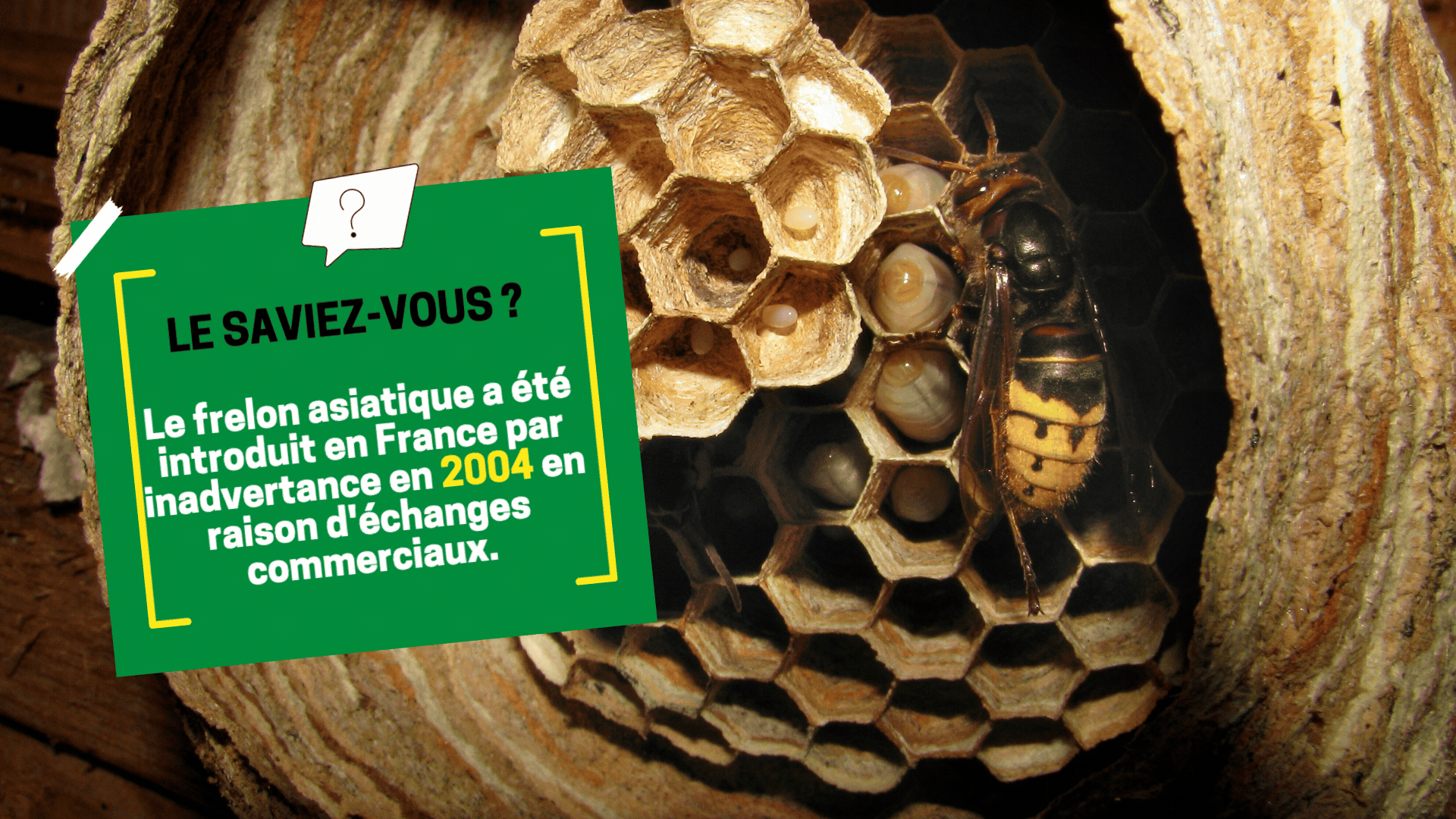 insecte-le-frelon-asiatique Le saviez-vous sur les frelons asiatique Cap Hygiène