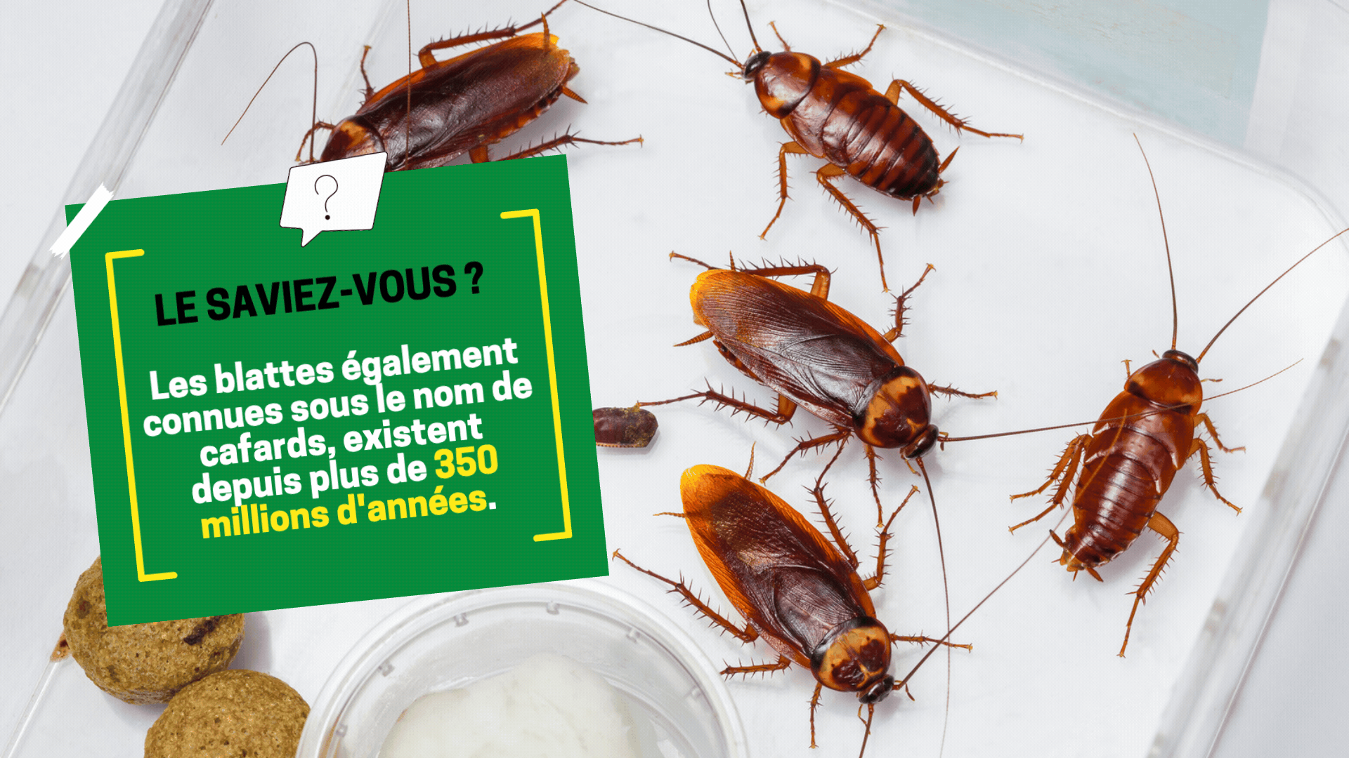 les-cafards-les-blattes Le saviez-vous sur les blattes et cafards Cap Hygiène