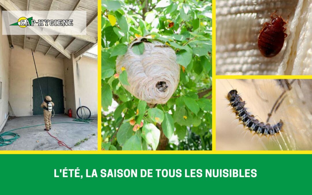 lutte contre les nuisibles potentiels été Cap Hygiène