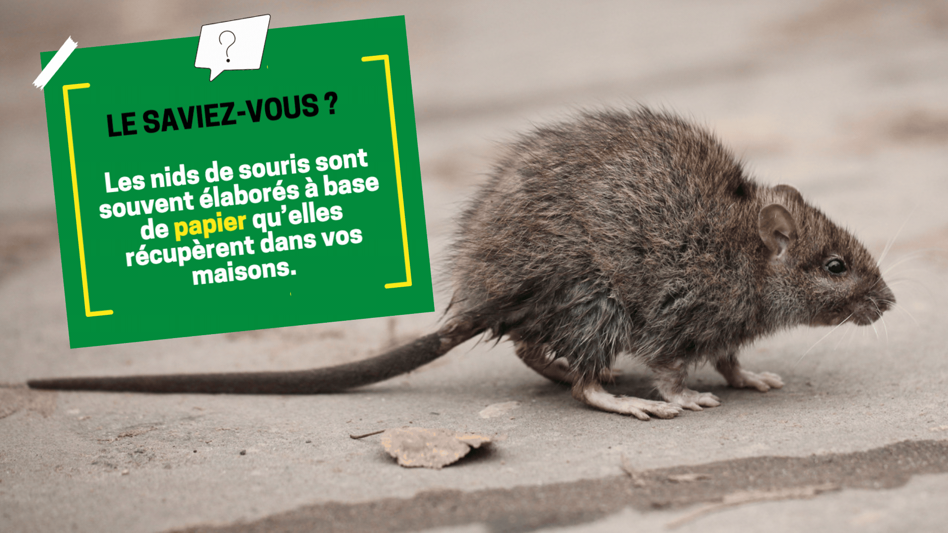rongeurs-les-souris Le saviez-vous sur les souris Cap Hygiène