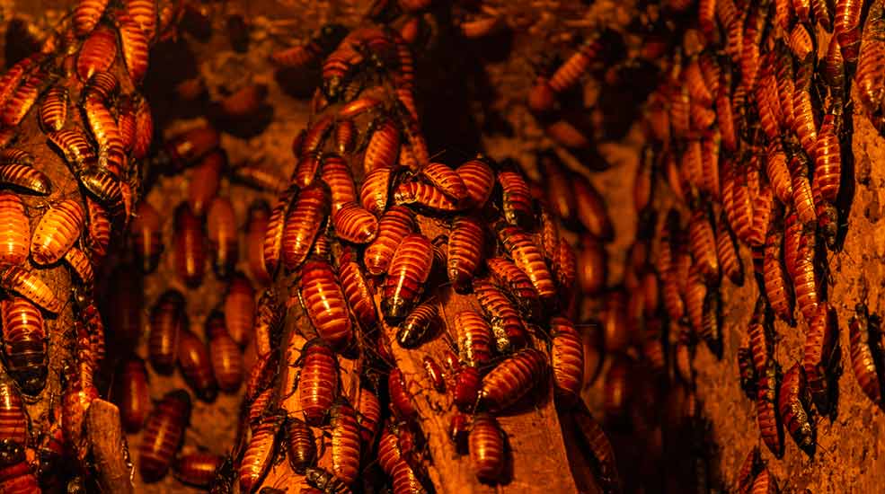 Traitement des blattes : comment les éliminer ?